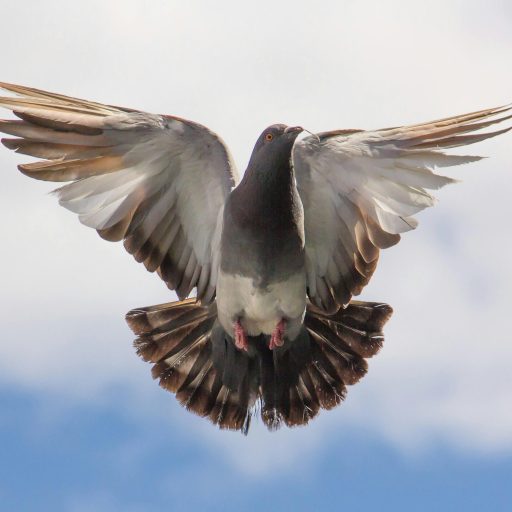 Brown and White Flying Bird on Blue Sky